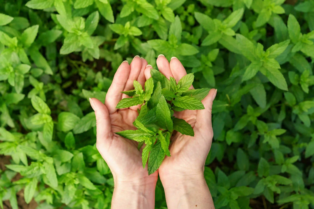 Ayurvedic Skincare Tips for Monsoon